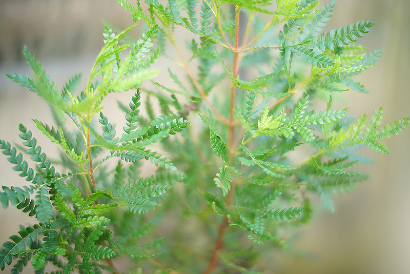 lyonothamnus2