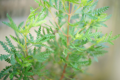 lyonothamnus2