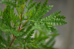 lyonothamnus3