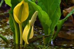 lysichiton