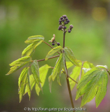 Caulophyllum thalictroides