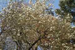 mag_kobus_2022_a
