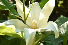 mag_mac_0524