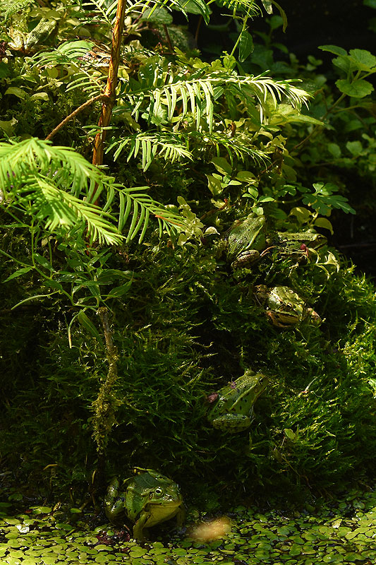 metafrogs