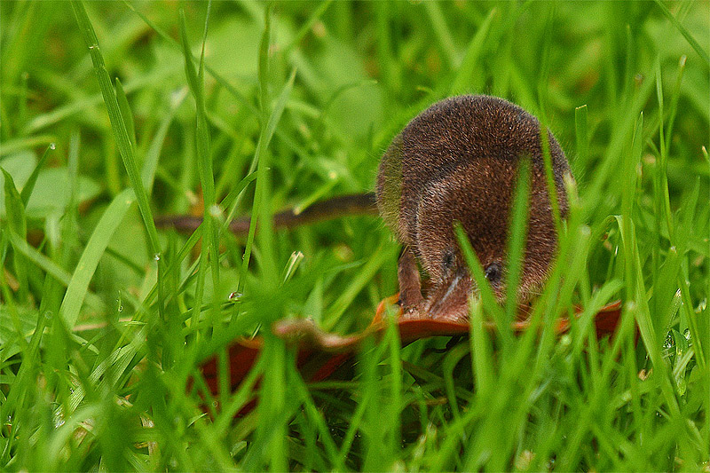 micromaus