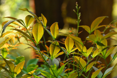 nandina_bronze