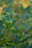 nandina