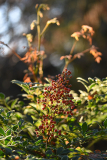 nandina2