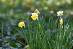 narcissus