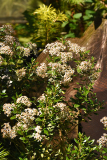 olearia24