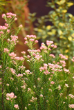 ozothamnus_04_24