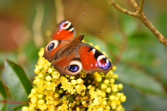 pfauenauge_mahonia