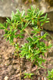 philesia_2023