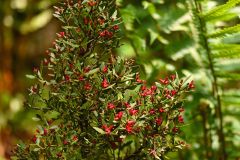 phyllo_1_2023