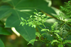 phyllotetra