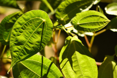 pilea_inso