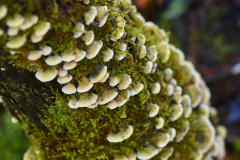 pilz1