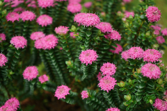 pimelea1