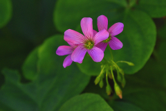 pinky