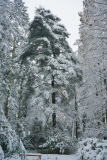 pinus_aya