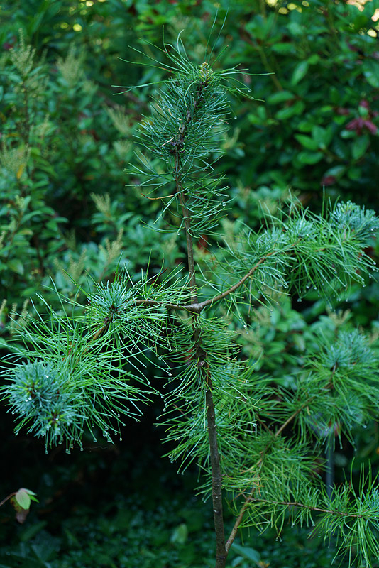 pinus_ere