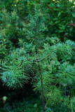 pinus_ere