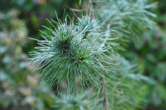 pinus_erem