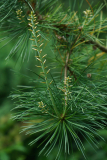 pinus_erem0524