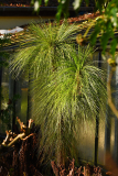 pinus_mont