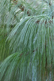 pinus_mont2