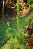 pinus_pa2