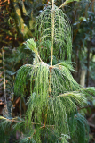 pinus_pat
