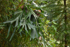 platycerium_04_24