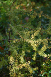 podo_acutifolius