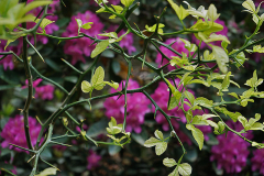 poncirus