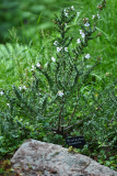 prostanthera
