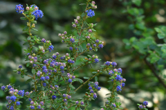 pugetblue