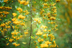 pyracantha
