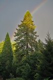 rainbow1