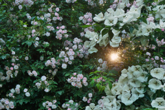 rambler_cornus0524
