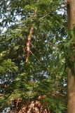 redwood_neu