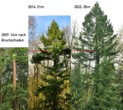 redwood_regeneration