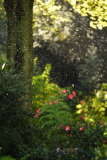 regensonne