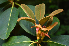 rhodo_falc_exi1