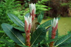 rhodo_falc_mai24