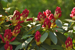rhodo_kommt