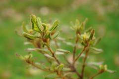 rhodo_oldh