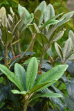 rhodo_rex0524