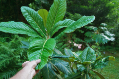 rhodo_sino0624