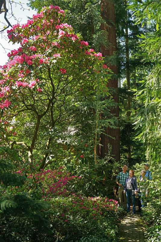 rhodobaum_03_05_22